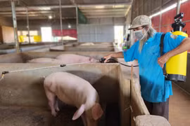 Pleiku phân bổ 500 lít hóa chất Benkocid phục vụ phòng-chống dịch bệnh động vật