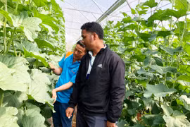 Chư Păh ứng dụng công nghệ cao vào sản xuất nông nghiệp