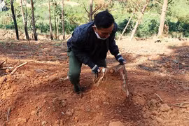 Lâm Đồng: 12 người bị phạt gần 1 tỉ đồng