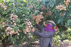 Cây ăn quả “bén rễ” vùng Đông Trường Sơn