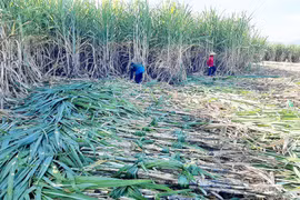 Phát triển sản xuất mía đường bền vững, hiệu quả