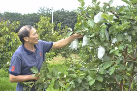 Phá thế độc canh để giảm thiểu rủi ro