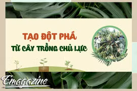 Gia Lai đột phá từ cây trồng chủ lực