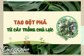 Gia Lai đột phá từ cây trồng chủ lực