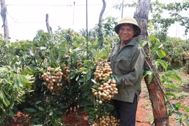 Nông dân thay đổi tư duy sản xuất để ứng phó rủi ro