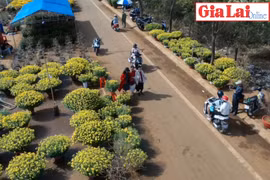  Rực rỡ chợ hoa Xuân