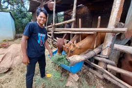 Gia Lai: Tăng tốc triển khai dự án hỗ trợ phát triển sản xuất nông nghiệp