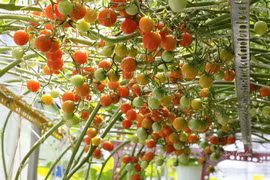 4 loại thực phẩm gây hại cho sức khỏe nếu ăn lúc đói