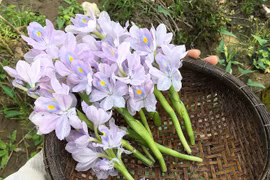 Bông tím lục bình