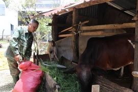 An Khê: Nguồn vốn chính sách góp phần phát triển kinh tế-xã hội