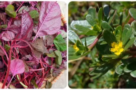 Phát hiện 2 loại rau sống thọ mọc đầy ở Việt Nam nhưng ít người biết