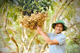 Nông dân phấn khởi khi nhãn trái vụ được mùa, giá cao