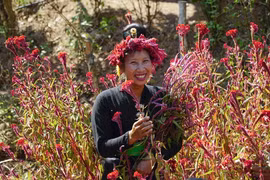 Tết hoa mào gà - nét văn hóa đặc sắc của người Cống ở Điện Biên