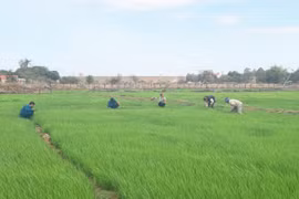 Người dân Ia Mơr thay đổi nếp nghĩ, cách làm