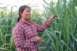 Nông dân Krông Pa khấm khá nhờ cây mía 