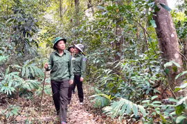 “Nữ tướng” giữ rừng