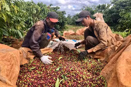 Nông dân Gia Lai phấn khởi vì cà phê được mùa, tăng giá