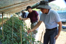 Duyên nợ giữa nhà khoa học và người "cuồng" sâm