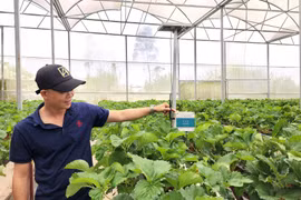 Trồng dâu tây 'bằng smartphone' thu nhập tiền tỉ