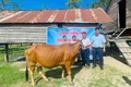 Thầy Vũ Văn Tùng, người phụ trách Tủ bánh mì 0 đồng (thứ 2 từ phải sang) trao bò sinh sản cho em Đinh H’Khen (thứ 2 từ trái sang). Ảnh: NVCC
