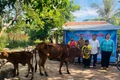 Thầy Tùng phối hợp với hệ thống chính trị thôn Plei H'Bel tặng bò sinh sản cho em Rcom Quân. Ảnh: Vũ Chi