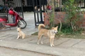 Tình trạng chó thả rông và không tiêm phòng vắc xin là nguyên nhân chính dẫn tới bệnh dại. Ảnh: Vũ Chi