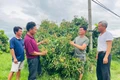 Các thành viên Hợp tác xã Nông nghiệp và dịch vụ Hải Đăng chia sẻ kinh nghiệm trong trồng và chăm sóc cây ăn trái. Ảnh: Vũ Chi