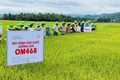 Các đại biểu tham quan mô hình thâm canh giống lúa OM468 tại cánh đồng bôn Hoai. Ảnh: Vũ Chi