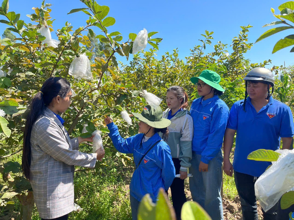 Chị Nay H'Hiên (bìa trái) chia sẻ kinh nghiệm trồng và chăm sóc ổi với đoàn viên, thanh niên trong xã. Ảnh: Vũ Chi z6367256958706-d68f4bdb496e51a58803a2e656c30328.jpg