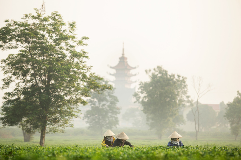 Chùa cổ Bửu Minh ẩn hiện giữa đồng trà Biển Hồ trong sương sớm. Ảnh: Quốc Nguyễn img-6592.jpg
