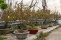 Người trồng mai ở Gia Lai và nỗi lo "mất Tết".