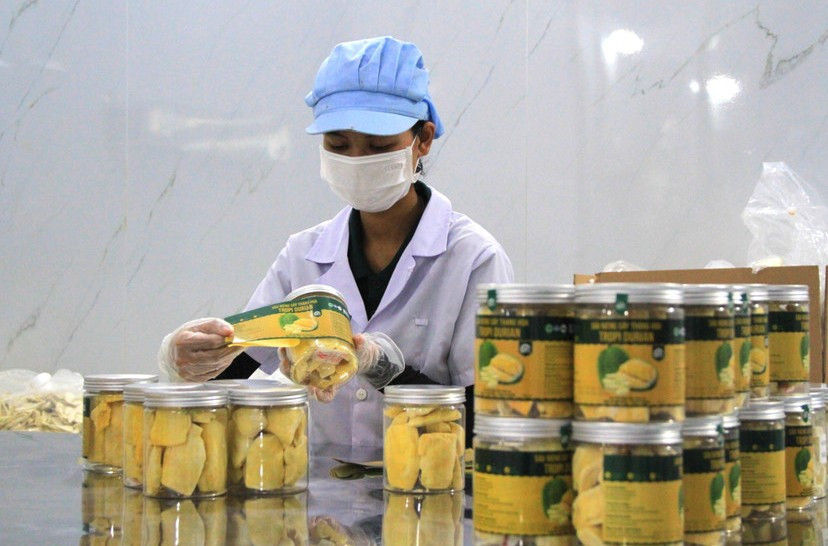 Sản phẩm sầu riêng sấy Tropi Durian giữ nguyên hình dáng, mùi vị và màu sắc tự nhiên sau quá trình chế biến. Ảnh: Ngọc Sang 13.jpg