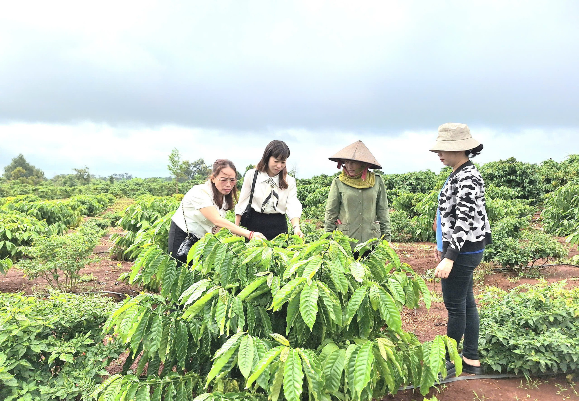 Các địa phương phía Tây Gia Lai tập trung hướng dẫn người dân đẩy mạnh chuyển đổi cơ cấu cây trồng phù hợp gắn với liên kết theo chuỗi giá trị. Ảnh: Quang Tấn cac-dia-phuong-phia-tay-gia-lai-da-va-dang-tap-trung-huong-dan-nguoi-dan-day-manh-chuyen-doi-co-cau-cay-trong-phu-hop-gan-voi-lien-ket-theo-chuoi-gia-tri-qt.jpg