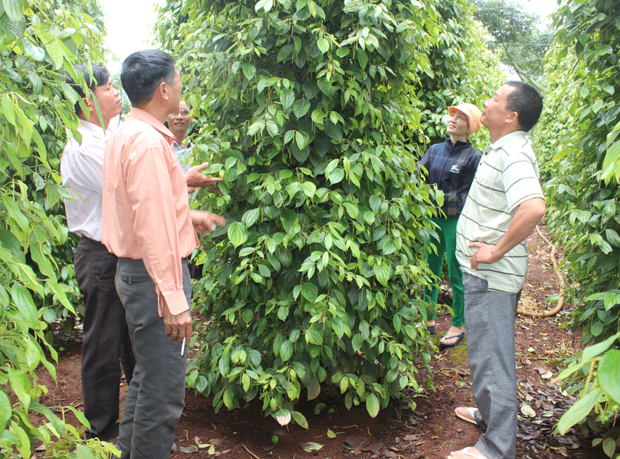 Trồng hồ tiêu theo hướng hữu cơ đang được người dân và các HTX trên địa bàn huyện Chư Sê thực hiện để xây dựng sản phẩm OCOP. Ảnh: N.D