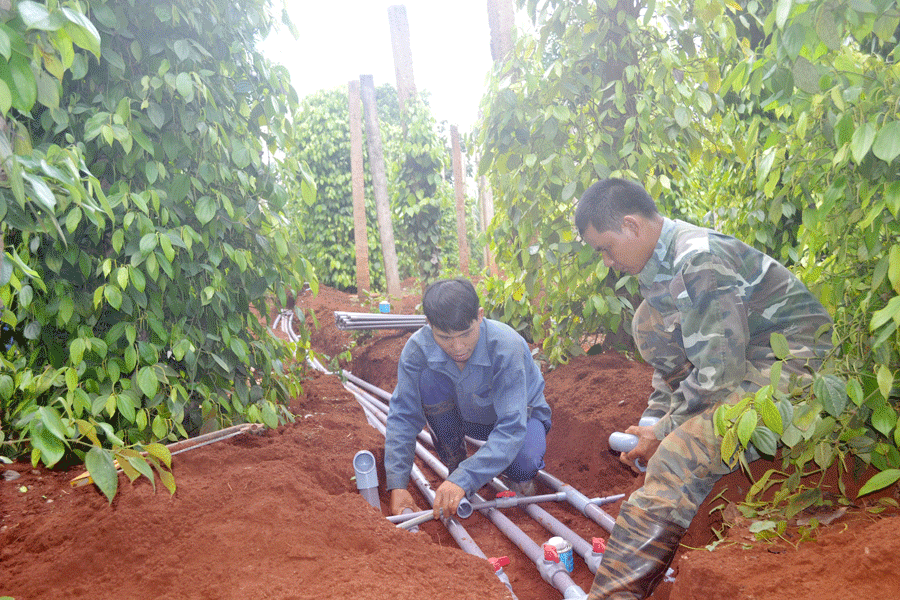  Gia đình anh Rơ Ma Tíu (làng Dơk Lah, xã Ia Dơk, huyện Đức Cơ) lắp đặt hệ thống tưới tiết kiệm nước cho cây hồ tiêu. Ảnh: L.N