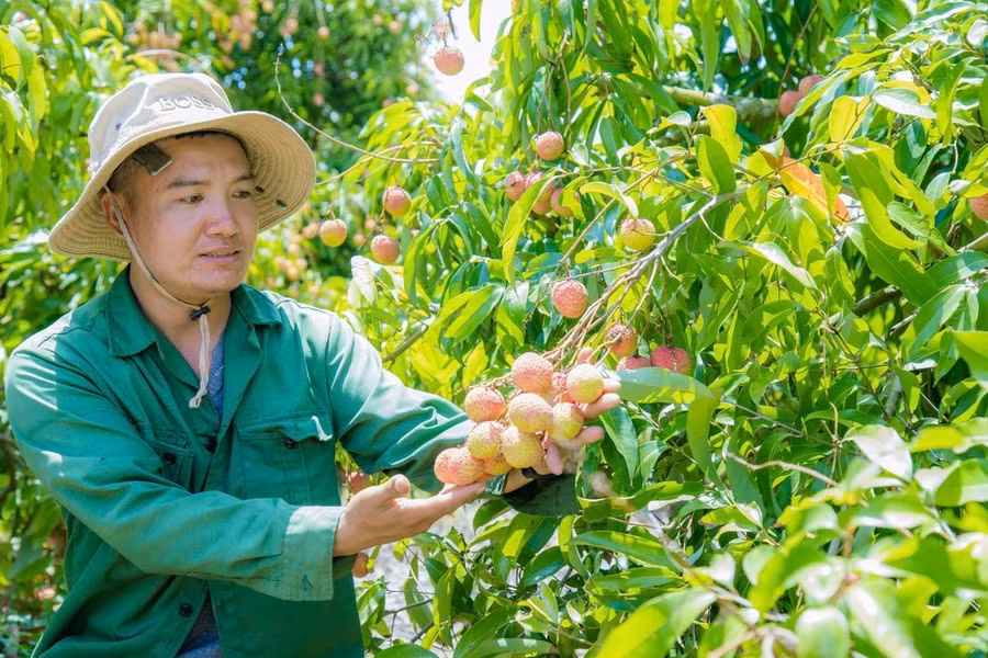 Gia đình anh Long thu nhập hàng chục tỷ đồng mỗi năm nhờ vườn vải thiều u hồng. Ảnh: MAI CƯỜNG