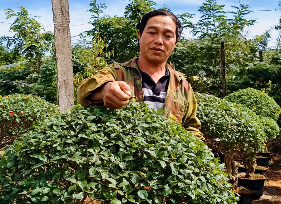 sau-nhieu-nam-miet-mai-nghien-cuu-va-cham-soc-anh-tran-minh-tuan-tru-tai-thon-phu-quang-xa-ia-hru-huyen-chu-puh-da-lai-tao-duoc-hang-nghin-chau-hoa-ngu-sac-va-ban-cho-thuong-lai.jpg