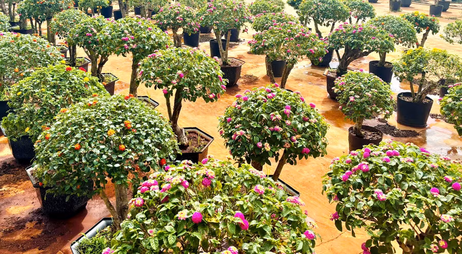 nho-su-tang-truong-manh-me-trong-nhu-cau-gia-hoa-ngu-sac-tai-gia-lai-da-tang-tu-30-40-so-voi-nam-truoc-anh-dong-lai.jpg