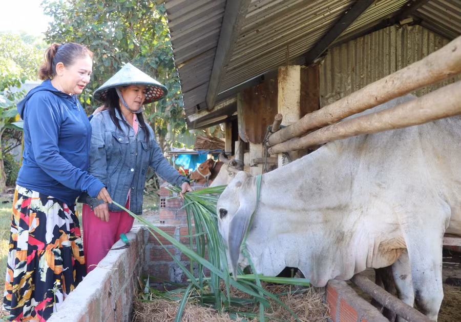 chi-nguyen-thi-loan-ben-phai-o-to-1-phuong-an-tan-thi-xa-an-khe-cham-soc-dan-bo-anh-ngoc-minh.jpg