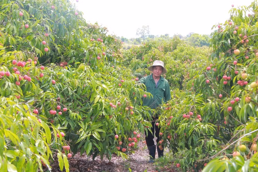 Nhờ vải thiều, đời sống người dân tại xã Ea Sah thay đổi rõ rệt. Ảnh: MAI CƯỜNG