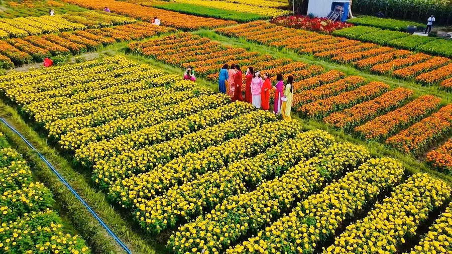Màu sắc rực rỡ của làng hoa Tân Ba