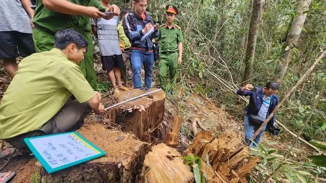 Thống kê cây rừng bị cưa hạ