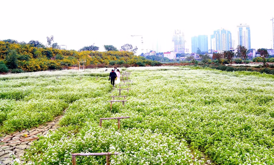 Thời điểm hiện tại, dã quỳ và tam giác mạch đồng loạt nở rộ nhuộm cả cánh đồng bạt ngàn sắc trắng xen lẫn với hồng tím, điệp với màu lá xanh tạo nên bức tranh thơ mộng giữa lòng Hà Nội.