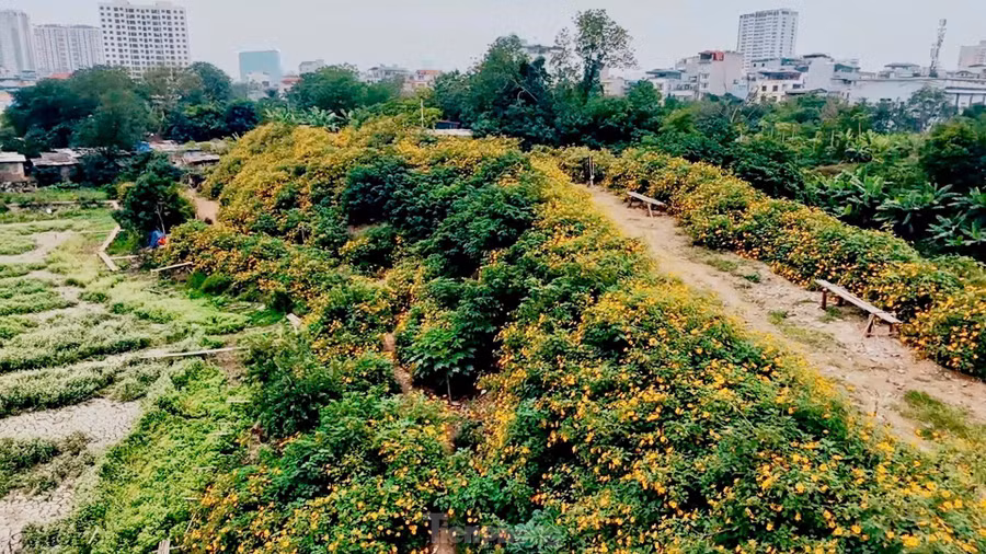 Trước đây vào mùa hoa, nhiều người thường vượt quãng đường 60-70km lên vườn quốc gia Ba Vì để chiêm ngưỡng và chụp ảnh. Tuy nhiên, vài năm trở lại đây, những người yêu thích loài hoa này có thêm lựa chọn thuận tiện hơn, khi xuất hiện một vườn hoa dã quỳ tại Xuân Đỉnh (Hà Nội).