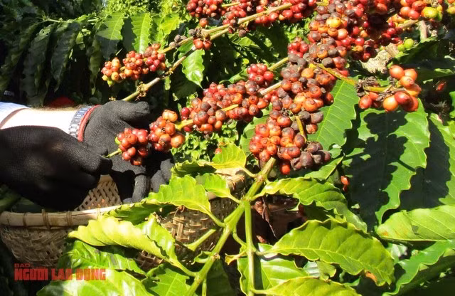 Có thời điểm giá cà phê trong nước cao hơn giá nước ngoài khiến doanh nghiệp xuất khẩu gặp khó