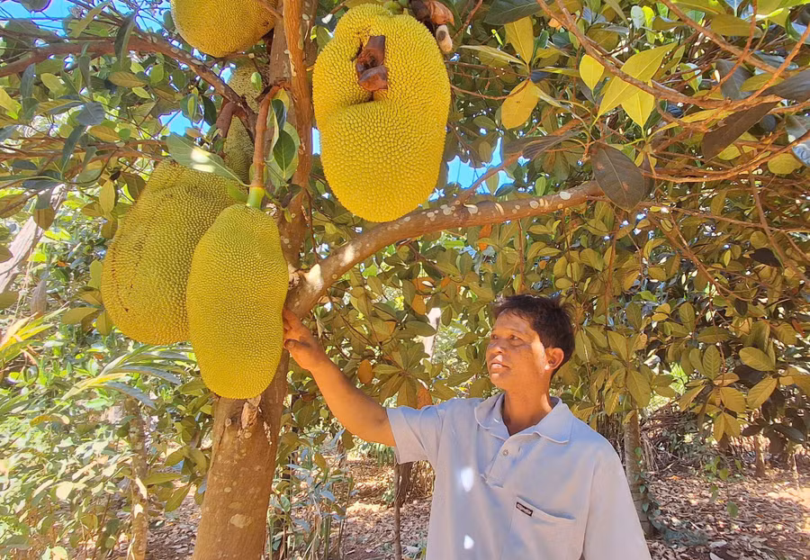 khu-vuon-trong-cay-an-trai-triu-qua-cua-gia-dinh-anh-hle-td.jpg
