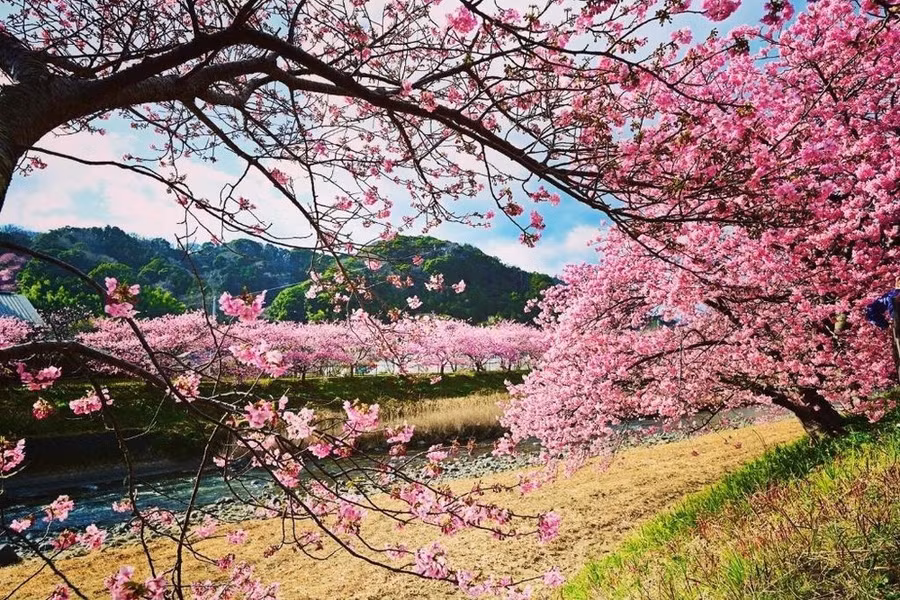 Hoa anh đào ở Shizuoka (Nhật Bản)
