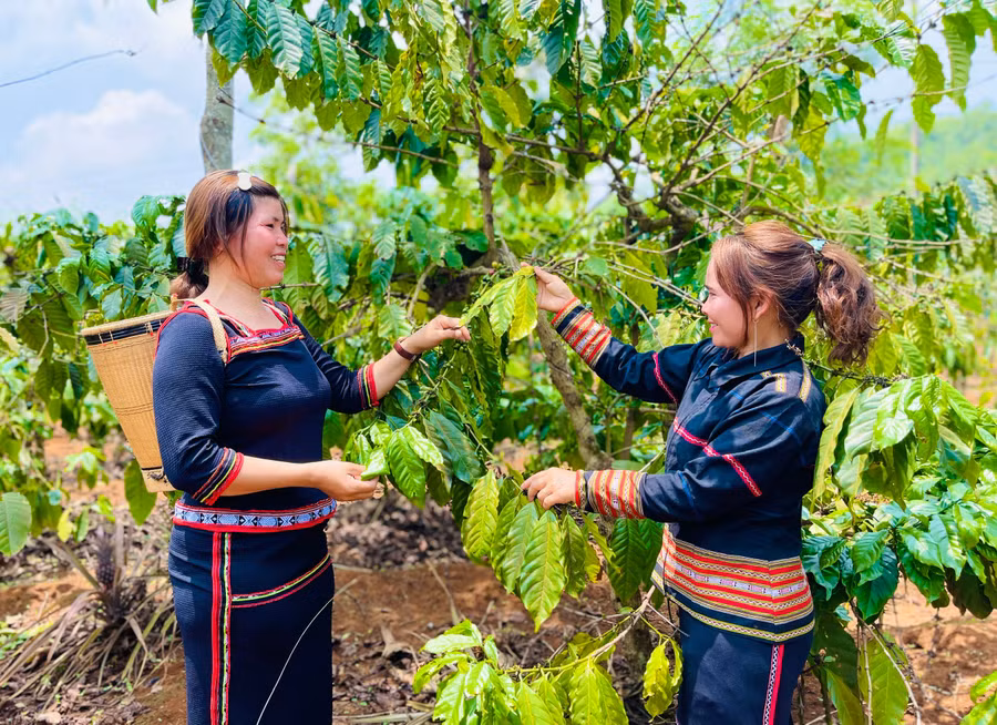 chi-siu-yam-ben-trai-anh-lang-hlu-xa-ia-tiem-khoi-nghiep-thanh-cong-tu-nong-nghiep-anh-mai-ka-6363.jpg