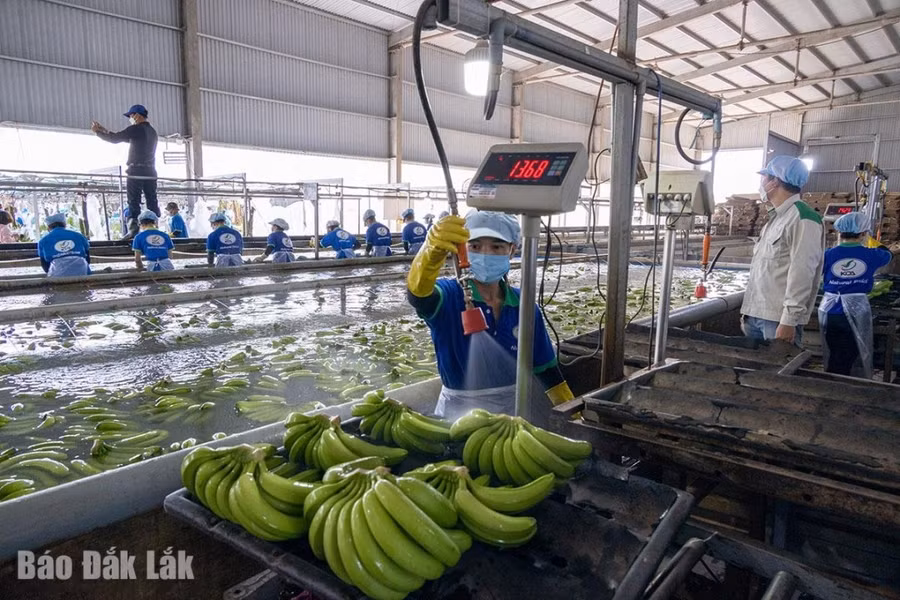 Chế biến chuối xuất khẩu tại xã Vụ Bổn, huyện Krông Pắc. Ảnh: Nguyễn Gia