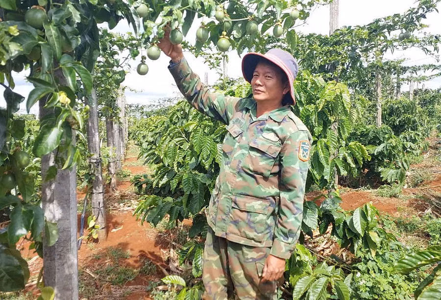 ong-dong-ben-vuon-ca-phe-tai-canh-trong-chanh-day-va-ho-tieu.jpg